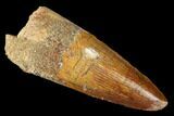 Spinosaurus Tooth - Real Dinosaur Tooth #174747-1